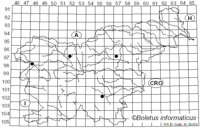 <i>Ossicaulis lignatilis</i> (Pers.) Redhead & Ginns (1985)