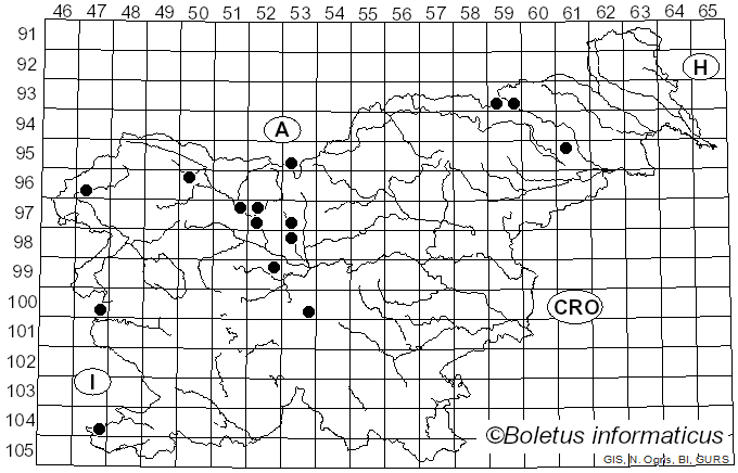 <i>Typhula juncea</i> (Alb. & Schwein.) P. Karst. (1882)