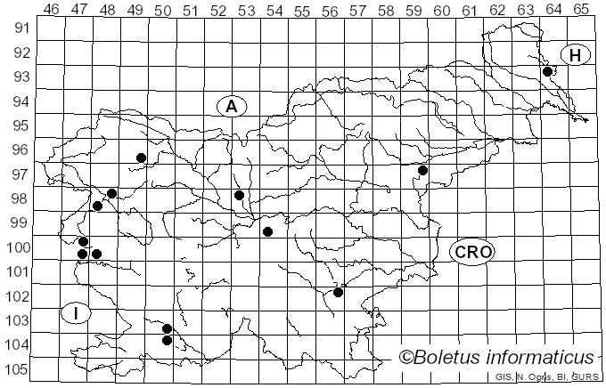 <i>Pluteus diettrichii</i> Bres. (1905)
