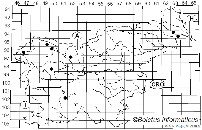 <i>Ruzenia</i> O. Hilber (2002)