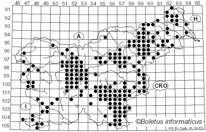<i>Gymnopus fusipes</i> (Bull.) Gray (1821)