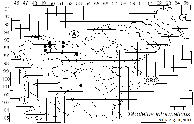 <i>Morchella deliciosa</i> Fr. (1822)