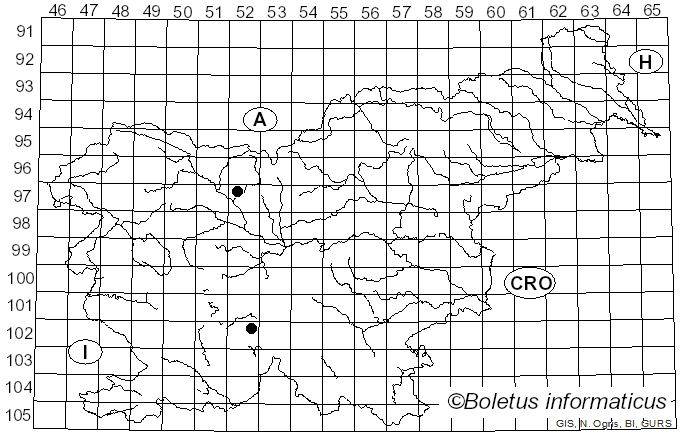 <i>Sphaerophoria batava</i> Goeldlin