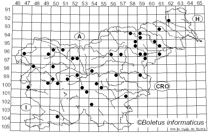 <i>Pruinomycena acicula</i> (Schaeff.) Kun L. Yang, Jia Y. Lin & Zhu L. Yang (2025)