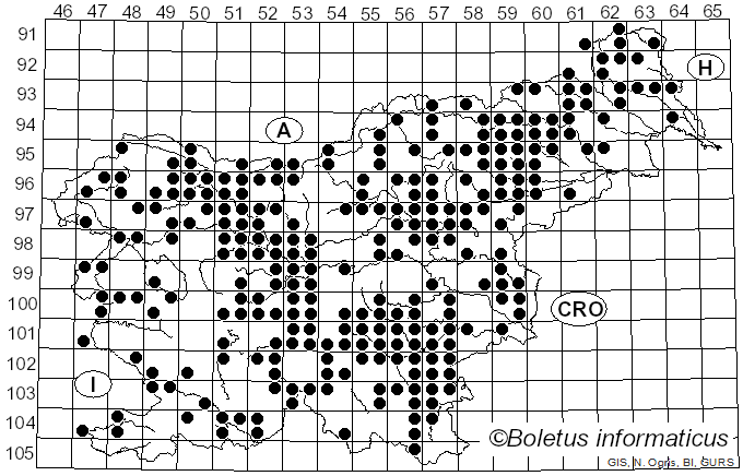 <i>Infundibulicybe gibba</i> (Pers.) Harmaja (2003)