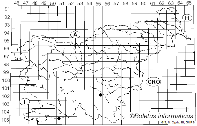 <i>Glis</i>