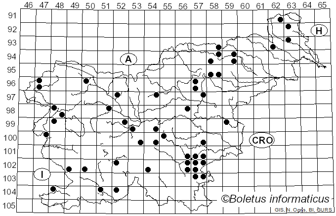 <i>Leccinum melaneum</i> (Smotl.) Pilát & Dermek (1974)