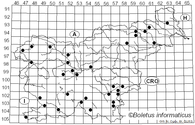 <i>Byssomerulius corium</i> (Pers.) Parmasto (1967)