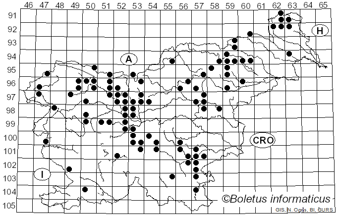 <i>Strobilurus esculentus</i> (Wulfen) Singer (1962)