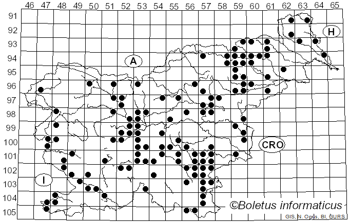 <i>Leucoagaricus leucothites</i> (Vittad.) M.M. Moser ex Bon (1977)