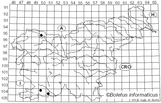 <i>Galactinia amplissima</i> Svrček (1962)