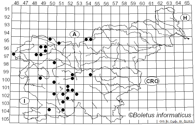 <i>Volucella bombylans</i> Linnaeus (1758)
