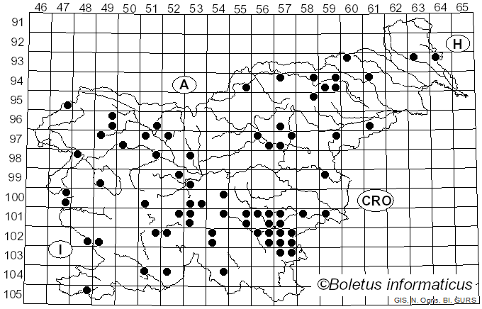 <i>Inosperma bongardii</i> (Weinm.) Matheny & Esteve-Rav. (2019)
