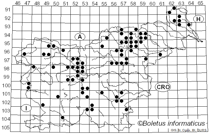 <i>Cortinarius cinnamomeus</i> (L.) Fr. (1838)