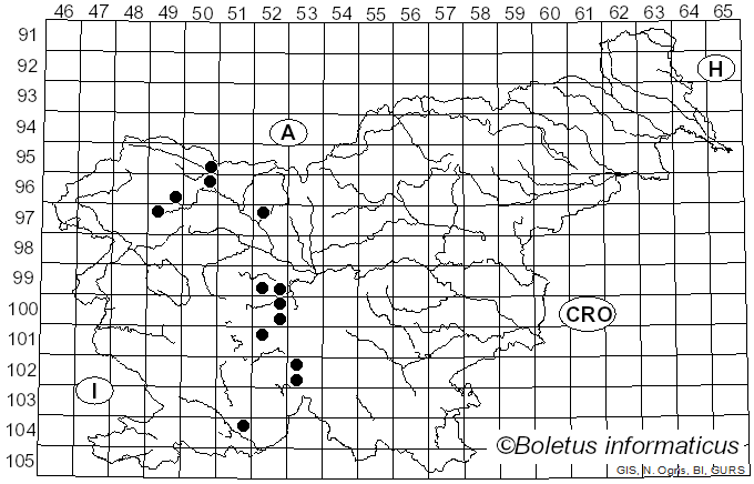 <i>Chrysotoxum bicinctum</i> Linnaeus