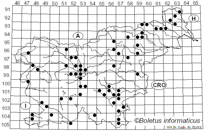 <i>Pleurotus dryinus</i> (Pers.) P. Kumm. (1871)