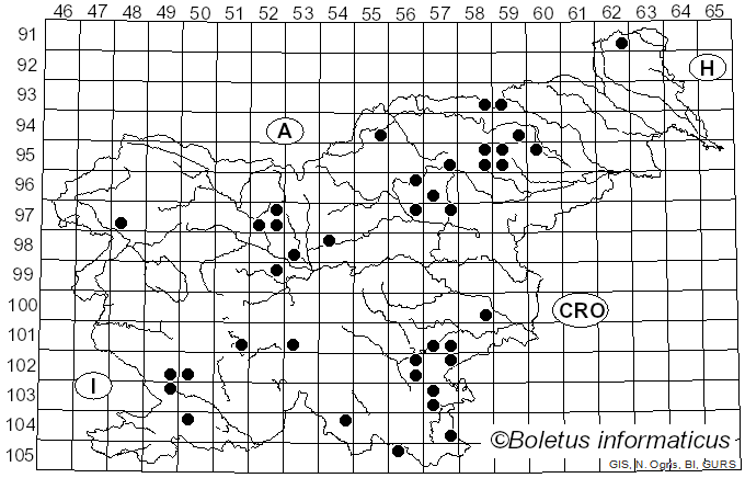 <i>Hydnum albidum</i> Peck (1887)