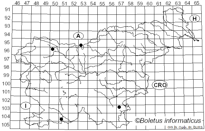 <i>Conocybe vestita</i> (Fr.) Kühner (1935)