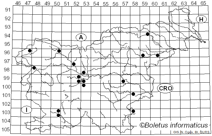 <i>Perenniporia</i> Murrill (1942)
