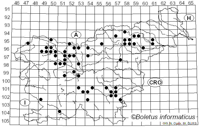<i>Chrysomphalina chrysophylla</i> (Fr.) Clémençon (1982)