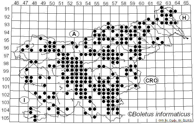 <i>Amanita vaginata</i> (Bull.) Lam. (1783)