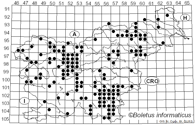 <i>Lentinus substrictus</i> (Bolton) Zmitr. & Kovalenko (2016)
