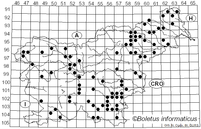 <i>Picipes badius</i> (Pers.) Zmitr. & Kovalenko (2016)