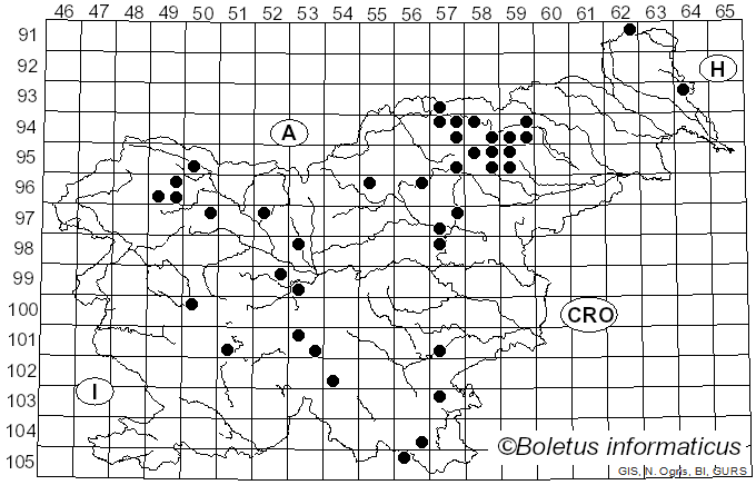 <i>Cortinarius subtortus</i> (Pers.) Fr. (1838)