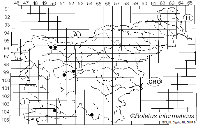 <i>Scytinostroma hemidichophyticum</i> Pouzar (1966)