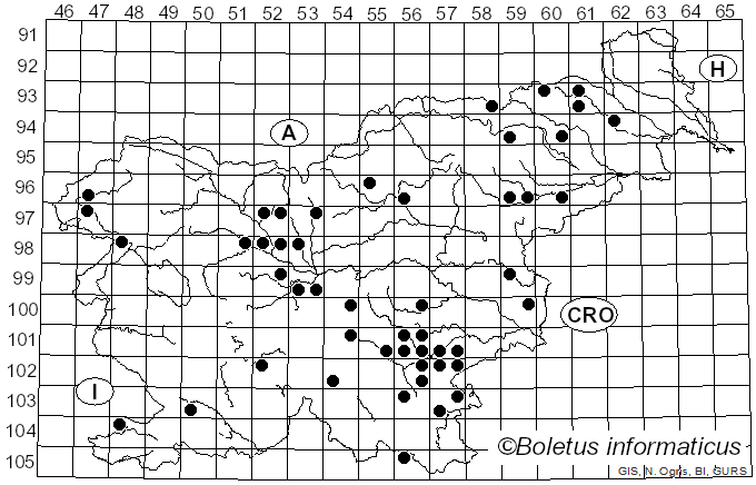 <i>Amanita argentea</i> Huijsman (1959)
