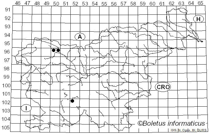 <i>Marchandiomyces quercinus</i> (J. Erikss. & Ryvarden) D. Hawksw. & A. Henrici (2015)