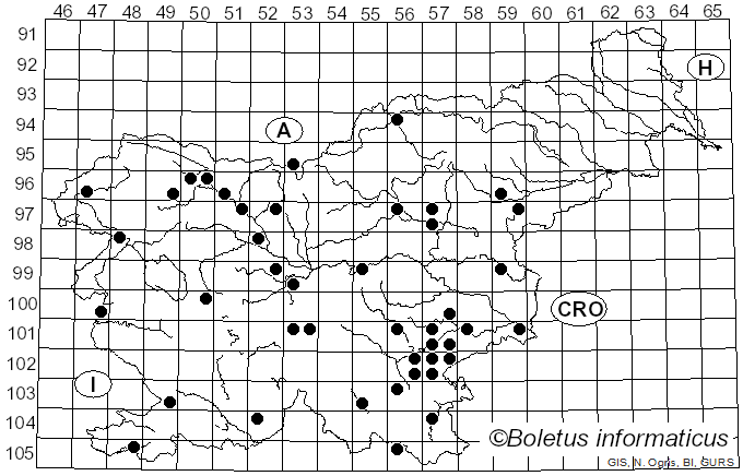 <i>Pluteus romellii</i> (Britzelm.) Lapl. (1895)