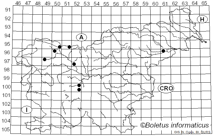 <i>Cheilosia soror</i> Zetterstedt (1843)