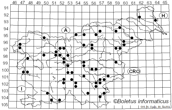 <i>Delicatula</i> Fayod (1889)