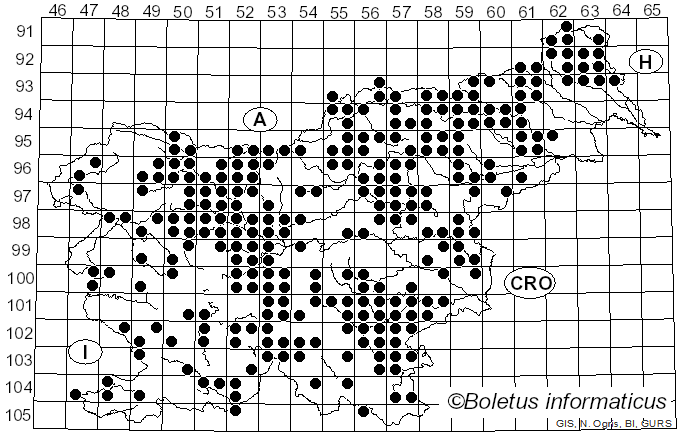 <i>Boletus edulis</i> Bull. (1782)