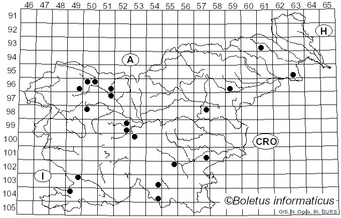 <i>Botryobasidium</i> Donk (1931)