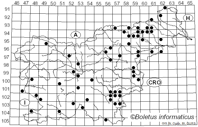 <i>Lyophyllum immundum</i> (Berk.) Kühner (1938)