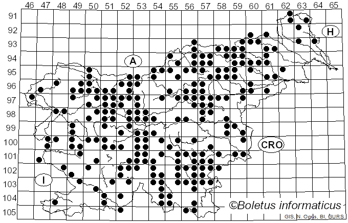 <i>Collybiopsis confluens</i> (Pers.) R.H. Petersen (2021)