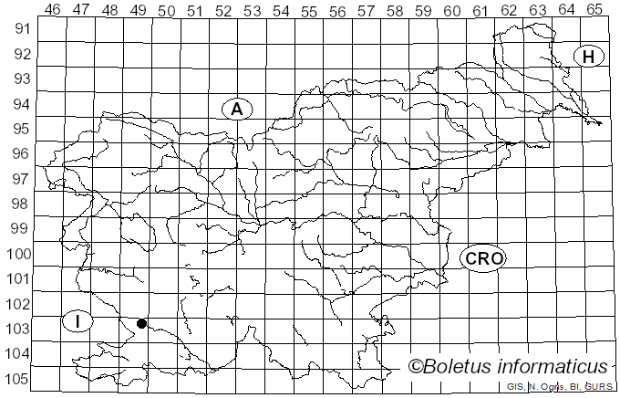 <i>Anomoloma myceliosum</i> (Peck) Niemelä & K.H. Larss. (2007)