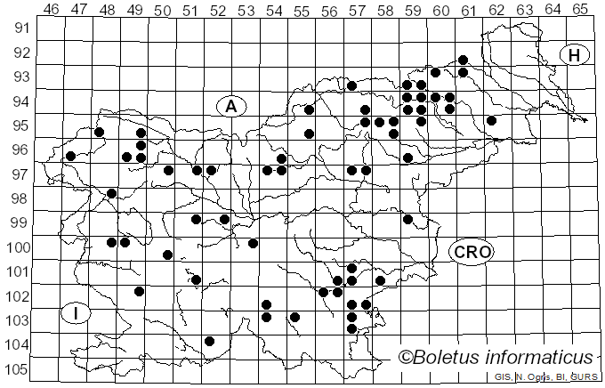 <i>Armillaria cepistipes</i> Velen. (1920)