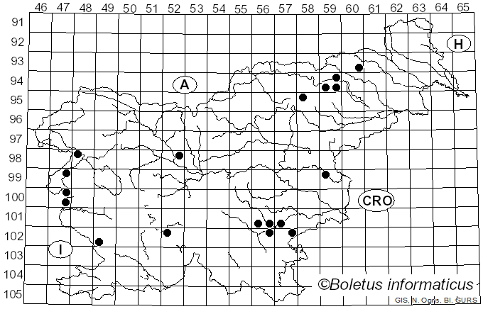<i>Inocybe splendens</i> R. Heim (1932)