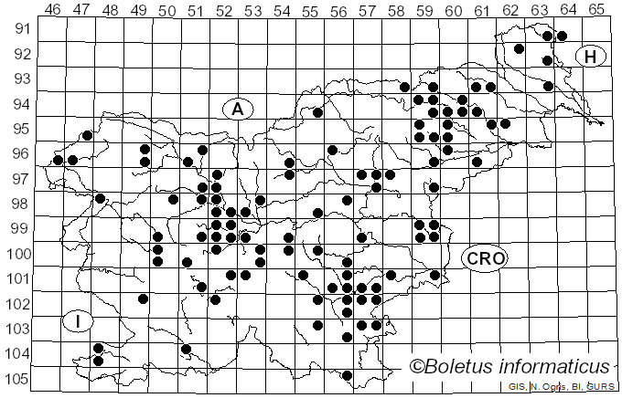 <i>Armillaria gallica</i> Marxm. & Romagn. (1987)