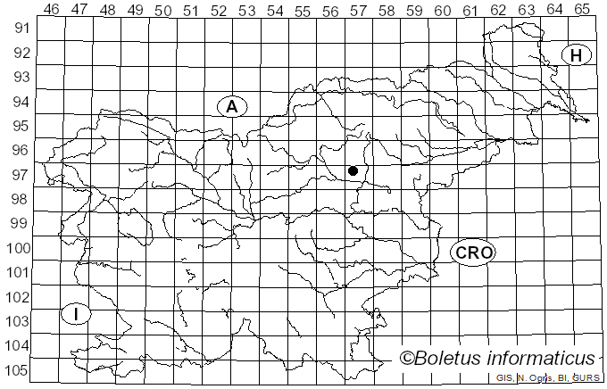 <i>Ossicaulis</i> Redhead & Ginns (1985)