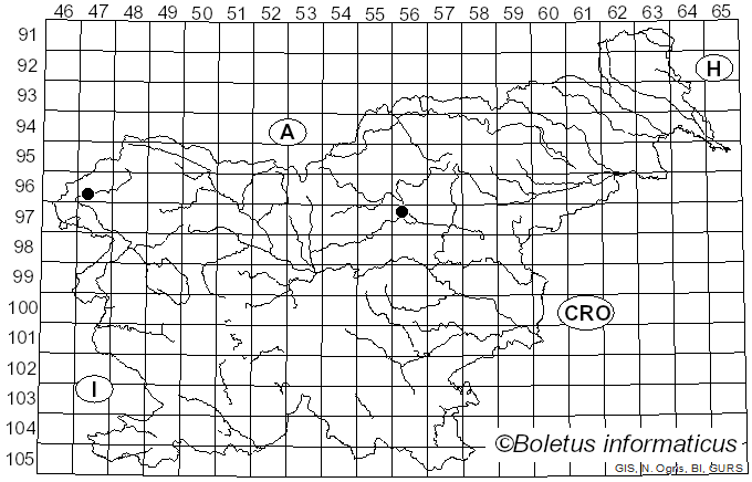 <i>Psathyrella artemisiae</i> (Pass.) Konrad & Maubl. (1949)