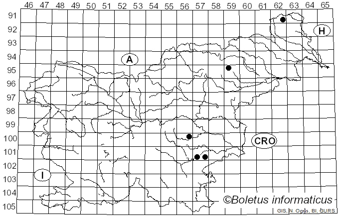 <i>Pappia</i> Zmitr. (2018)
