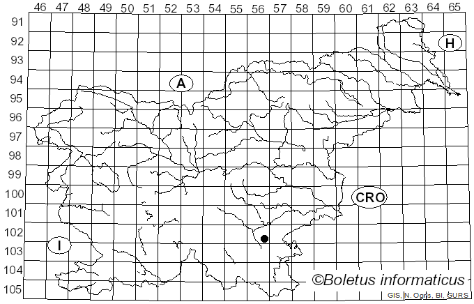 <i>Delicatula cuspidata</i> (Quel.) Cejp.