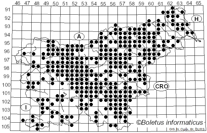 <i>Cantharellus cibarius</i> Fr. (1821)