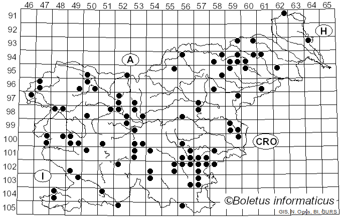 <i>Marasmius wynneae</i> Berk. & Broome (1859)