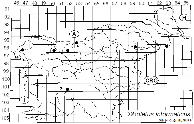 <i>Flammulina elastica</i> (Sacc.) Redhead & R.H. Petersen (1999)