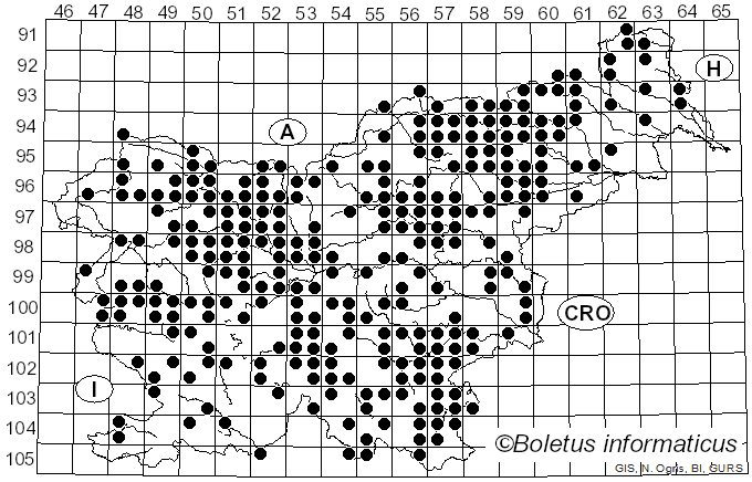 <i>Gloeophyllum odoratum</i> (Wulfen) Imazeki (1943)